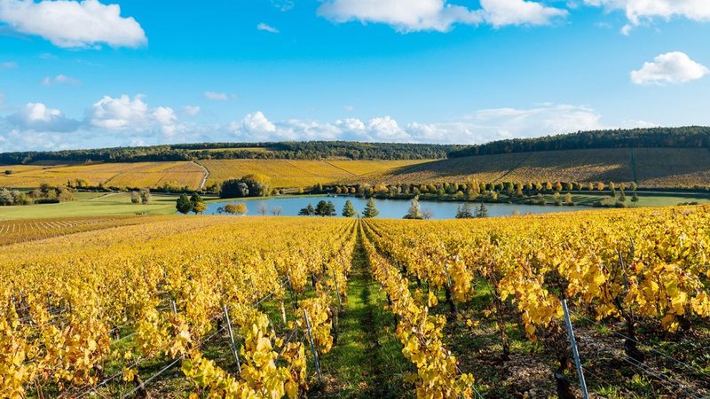 Visite virtuelle 360° Google Street View - Domaine Dauvissat (Vignoble / Domaine) à Auxerre Yonne