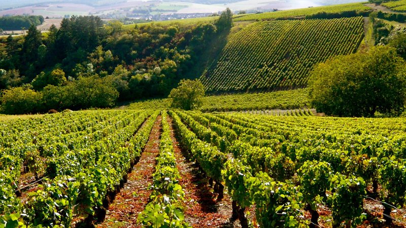 Visite virtuelle 360° Google Street View - Domaine Delaloye (Vignoble / Domaine) à Auxerre Yonne