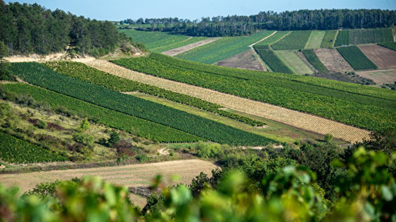 Visite virtuelle 360° Google Street View - Domaine Race (Vignoble / Domaine) à Auxerre Yonne