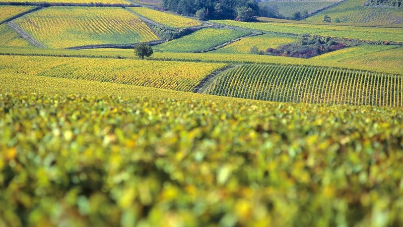 Visite virtuelle 360° Google Street View - La Chablisienne (Vignoble / Domaine) à Auxerre Yonne